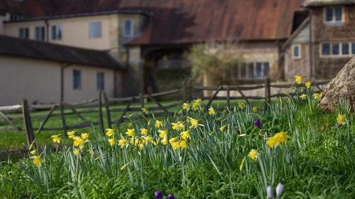 Spring bulbs on Goose Green at Standen